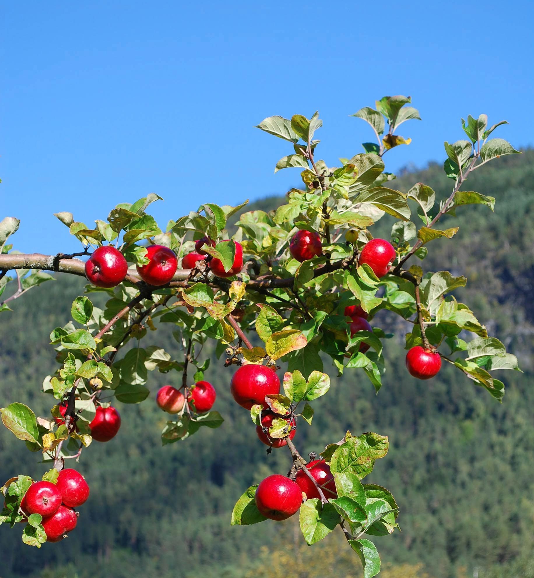 Då dei kjemiske plantevernmidla kom på 1950-talet, vart dei lovprisa for effektiviteten mot skadedyr, ugras og sopp. Sidan kom det for ein dag at dei same midla ikkje berre tek knekken på skadedyra; dei øydelegg også livsgrunnlaget for viktige mikroorganismar og pollinerande insekt som bier. Foto: Marit Hommedal / NTB / NPK