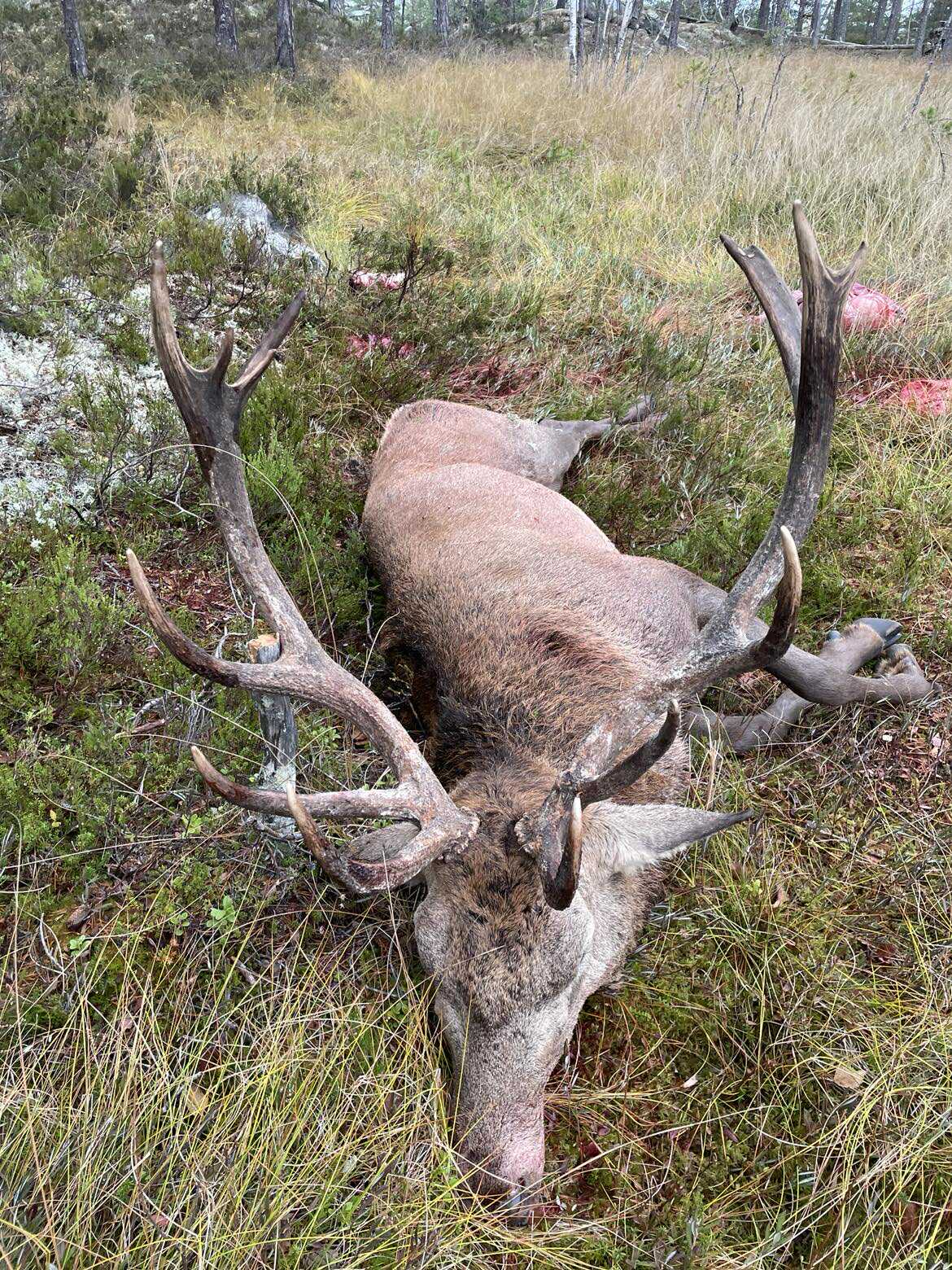 Hjort felt i område der arten tidlegare blei rekna som skadedyr som skremde vekk elgen. Foto: Roger Reinslo / NPK