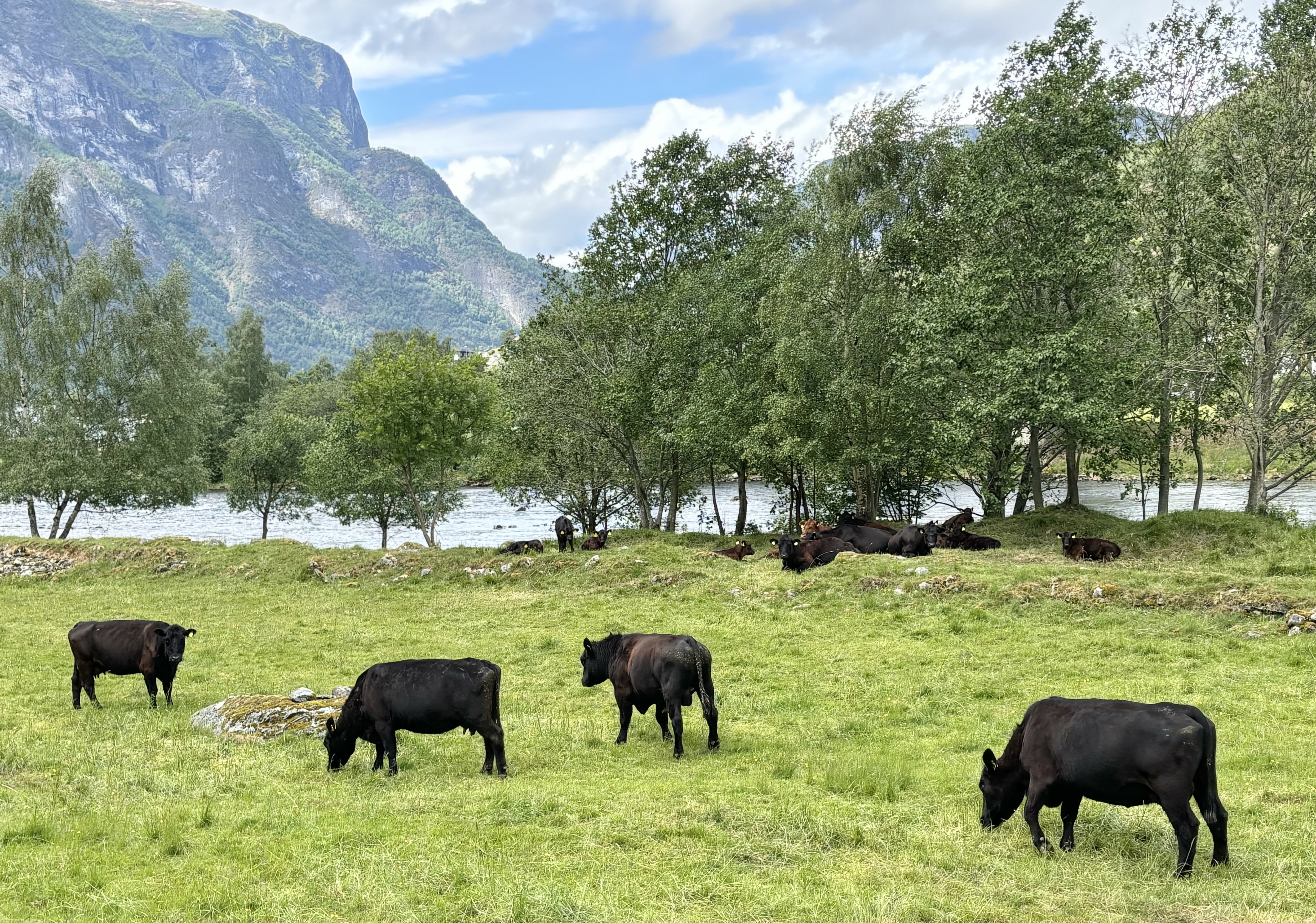 Kan desse kyrne snart møtast digitalt?