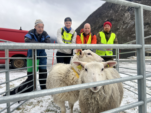 Her er sau og lam berga ned i siste liten før jul. Leia av den erfarne sauebonden Bjarne Navelsaker (til venstre) lukkast Rasmus Haugen, Rune Haugen og Runar Navelsaker å berge mor og dotter ned frå ei iskald fjellhylle i Høgefloget over Hornindalsvatnet. Foto: Fretta / Magne Otterdal