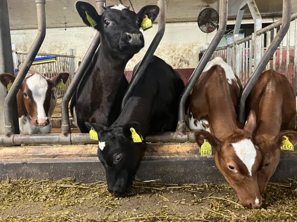 43 prosent av 5.309 sterke bekymringsmeldingar vart avslutta utan noka form for oppfølging. I sin eigen statistikk forklarar Mattilsynet bortlegginga med «manglande ressursar». Illustrasjonsfoto: Berit Roald / NTB / NPK