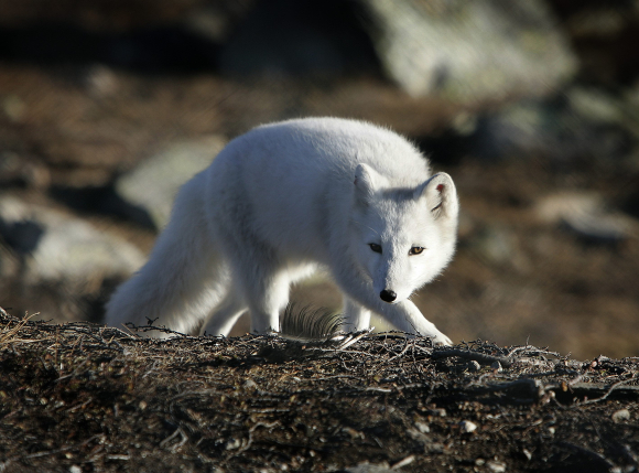 Fjellreven blir rekna som eit av Noregs mest utryddingstrua dyr. Dette er ein fjellrev med vinterpels på Dovrefjell i 2007. Arkivfoto: Gorm Kallestad / NTB / NPK
