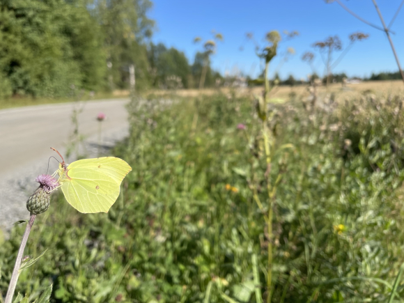  Vegkanten er levestad for mange ulike artar. Her ser vi ein sitronsommarfugl som får seg litt næring. Foto: Wendy Fjellstad Lupinar er vakre, men ein uønskt art langs vegkantane våre. Foto: Lise Åserud / NTB / NPK Vegkantane er heim for mange artar. Mellom andre løvetann. Foto: Heiko Junge / NTB Wendy Fjellstad fortel at 686 artar blir påverka negativt av redusert beite og slått, og at mange av desse finst i vegkanten. Foto: Privat Vegvesenet klipper vegetasjon langs vegkantane to gonger kvar sommar, i juni og august. Foto: Halvard Alvik / NTB / NPK – Statens vegvesen legg føringar for vegkantskjøtsel gjennom kontraktane våre med driftsentreprenørane, og følgjer dette opp gjennom dialog og møte, fortel vegetasjonsforvaltar Hanne Mørch i Statens vegvesen. Foto: Statens vegvesen Nokre blomar med asfalt som næraste nabo. Foto: Wendy Fjellstad Vegkanten er levestad for mange ulike artar. Her ser vi ein sitronsommarfugl som får seg litt næring. Foto: Wendy Fjellstad