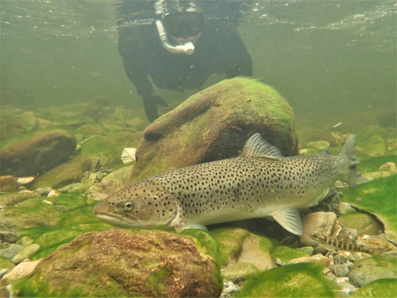 Teljing av sjøaure i Steinsdalselva i Hardanger, eitt av vassdraga som blir omfatta av overvakinga av gytefisk. Foto: Helge Skoglund/ NORCE